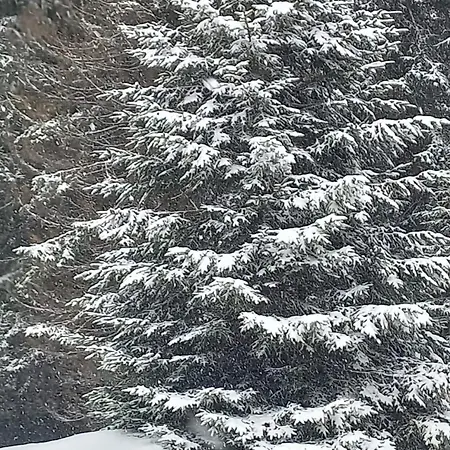 Kop San Hill Kopaonik